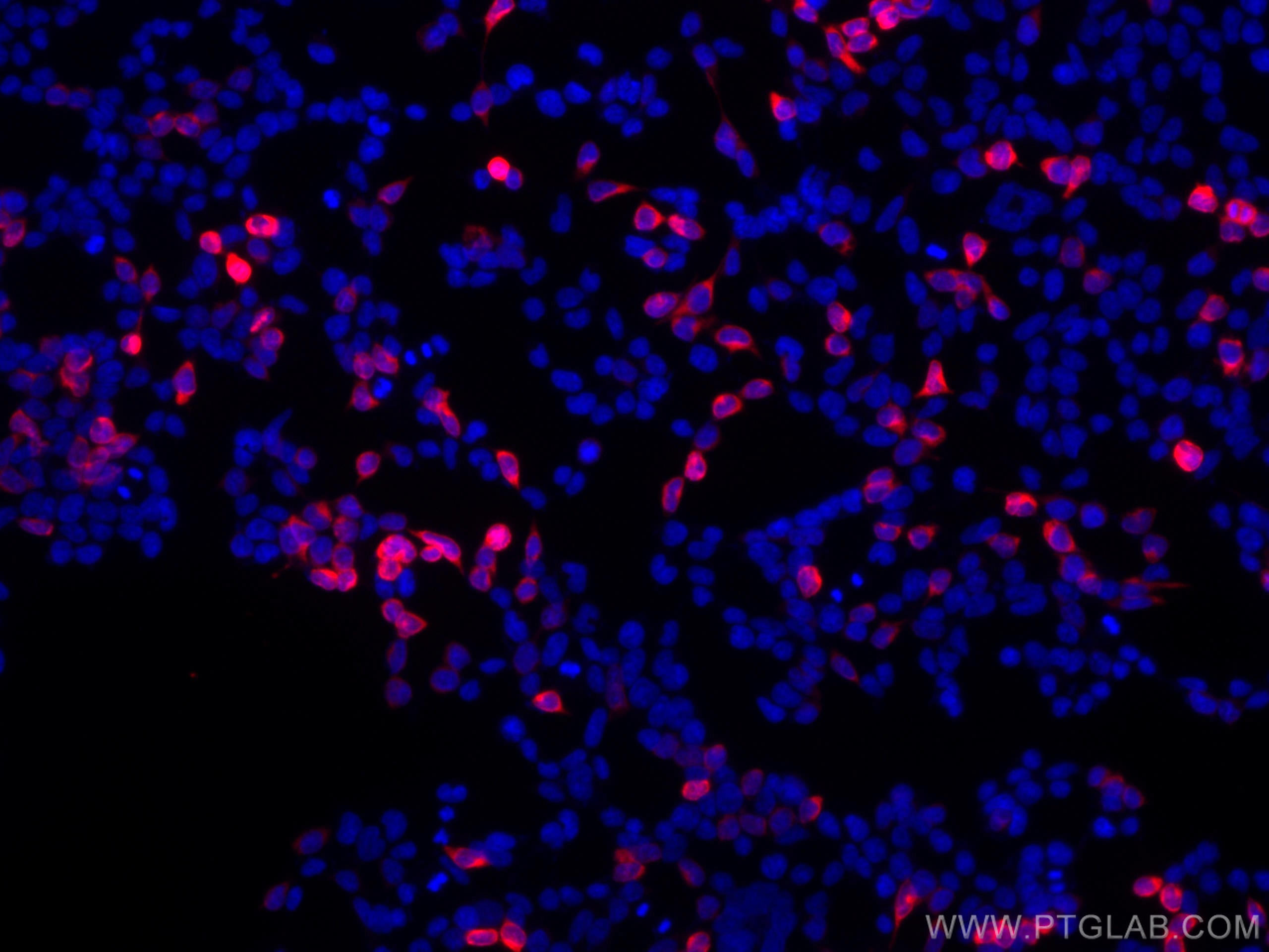 6*His, HisTag Antibody CL59466005 Proteintech