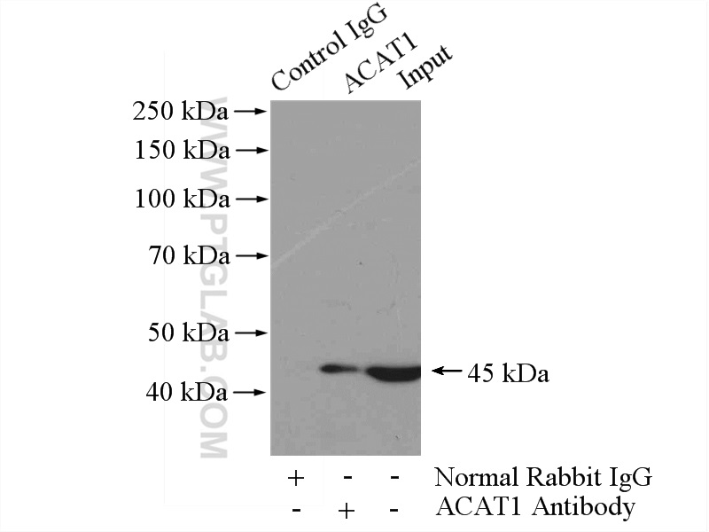 16215-1-AP;mouse heart tissue