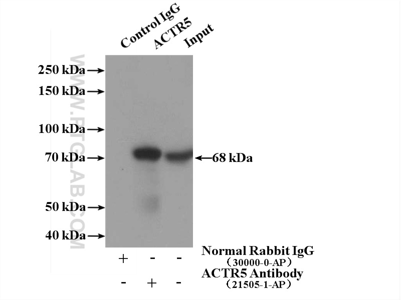 21505-1-AP;HEK-293 cells