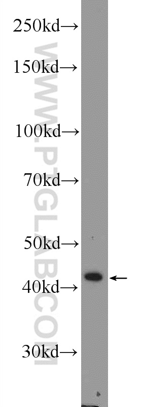 16992-1-AP;rat testis tissue