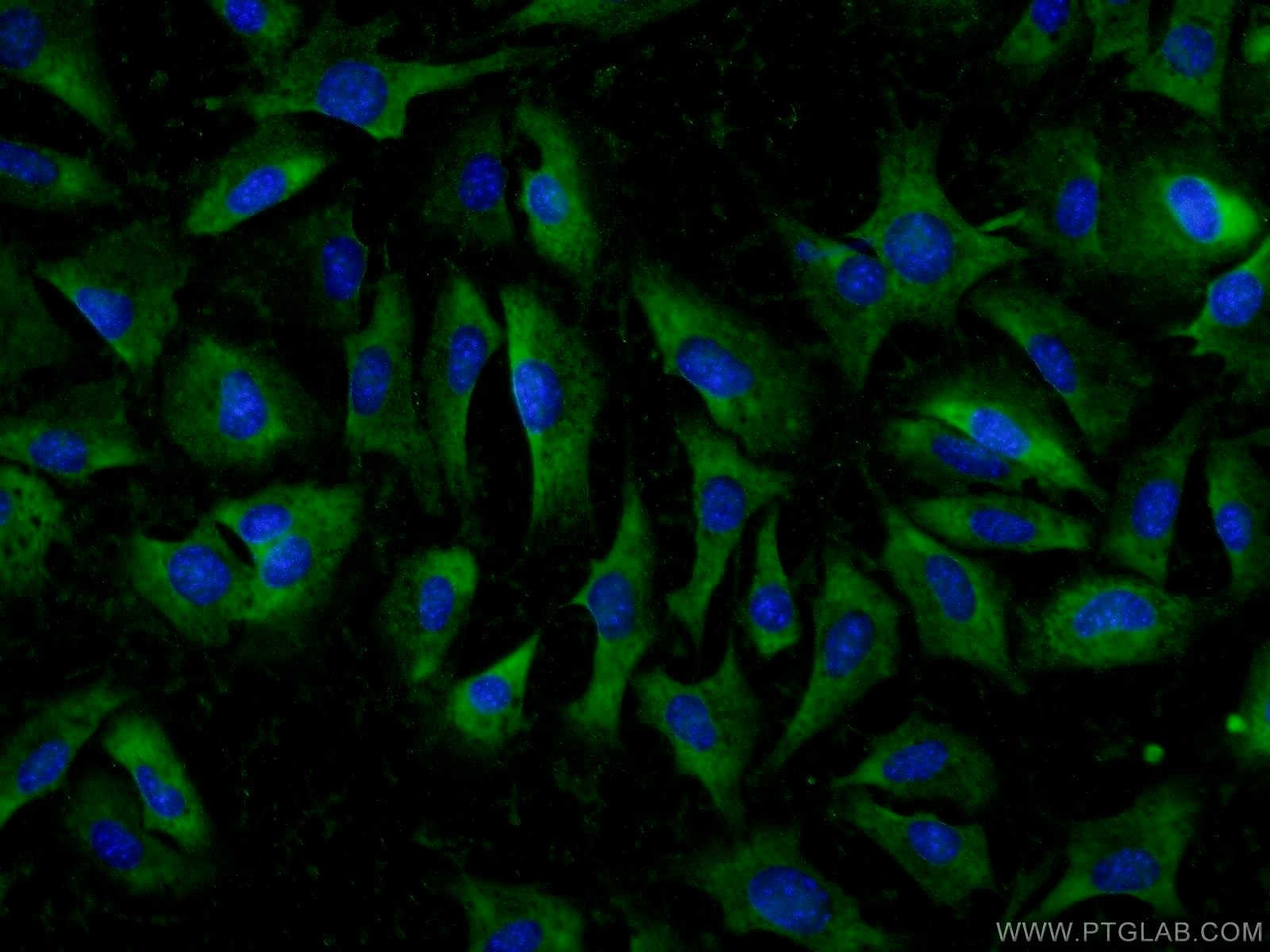 24934-1-AP;NIH/3T3 cells