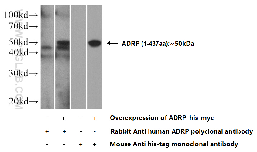 15294-1-AP;Transfected HEK-293 cells