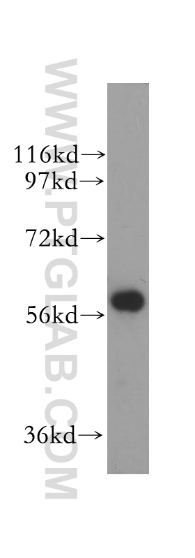 11604-1-AP;human heart tissue