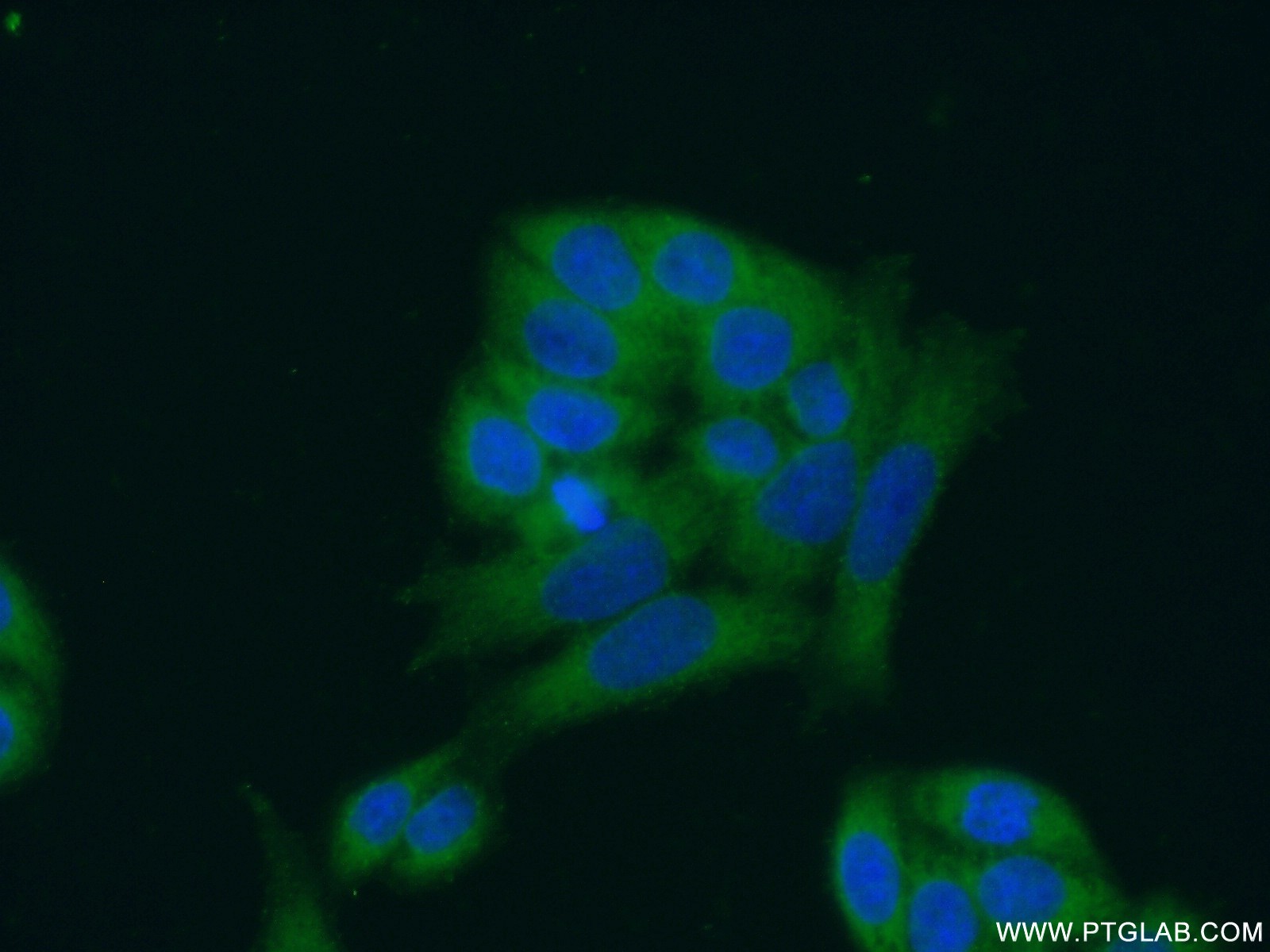 24334-1-AP;HeLa cells