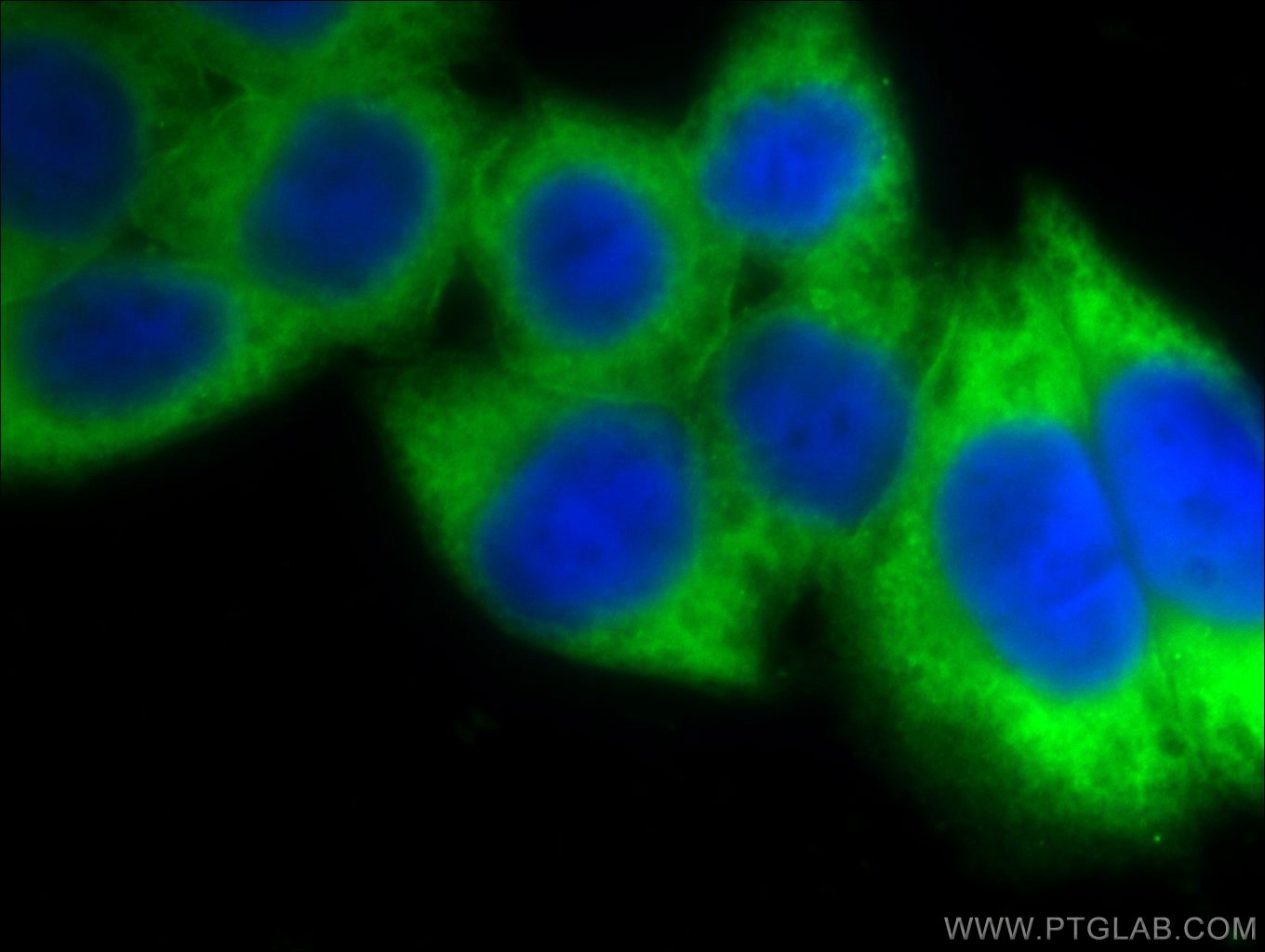 11060-1-AP;HeLa cells