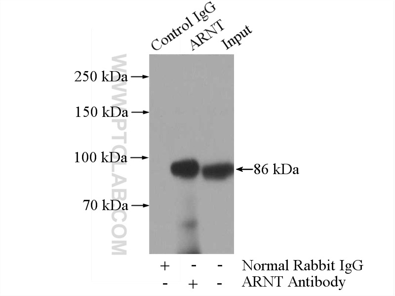 14105-1-AP;HepG2 cells