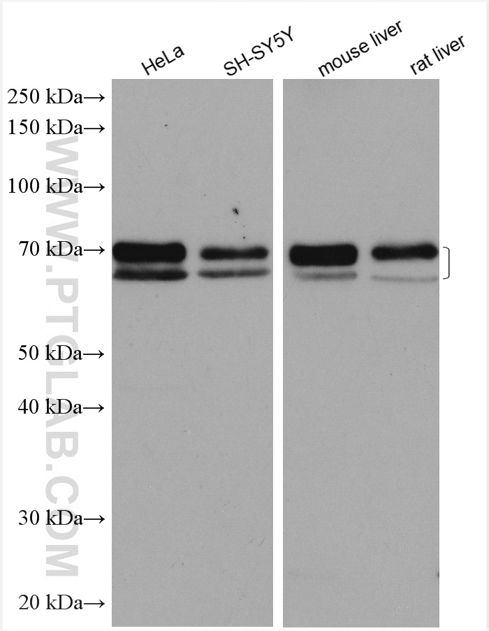 ARNTL Antibody 142681AP Proteintech