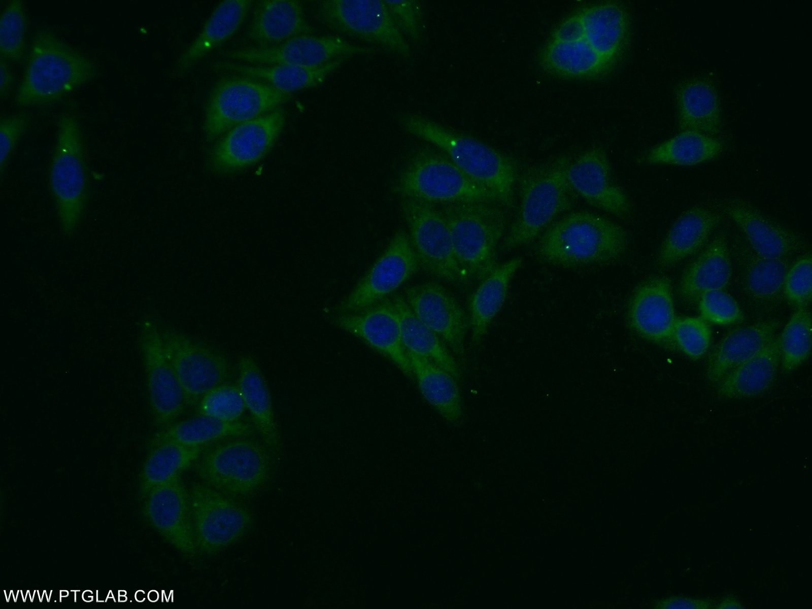 25616-1-AP;HepG2 cells