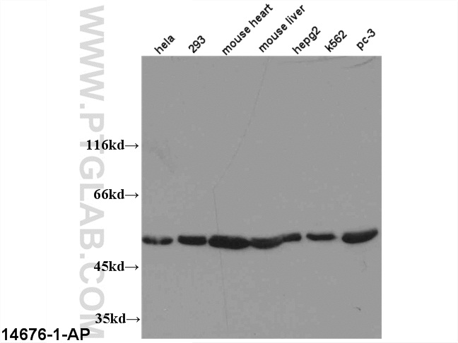 14676-1-AP;multi-cells/tissue