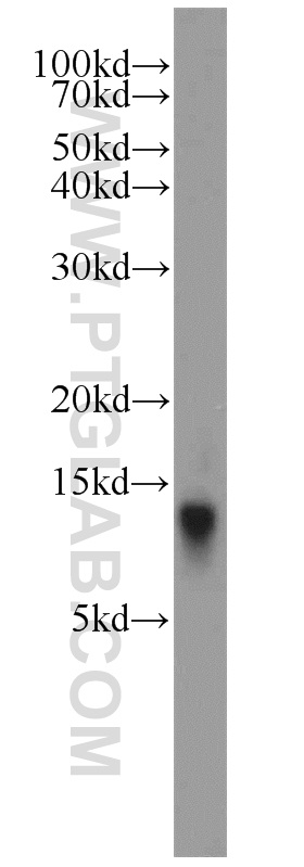 16307-1-AP;mouse liver tissue