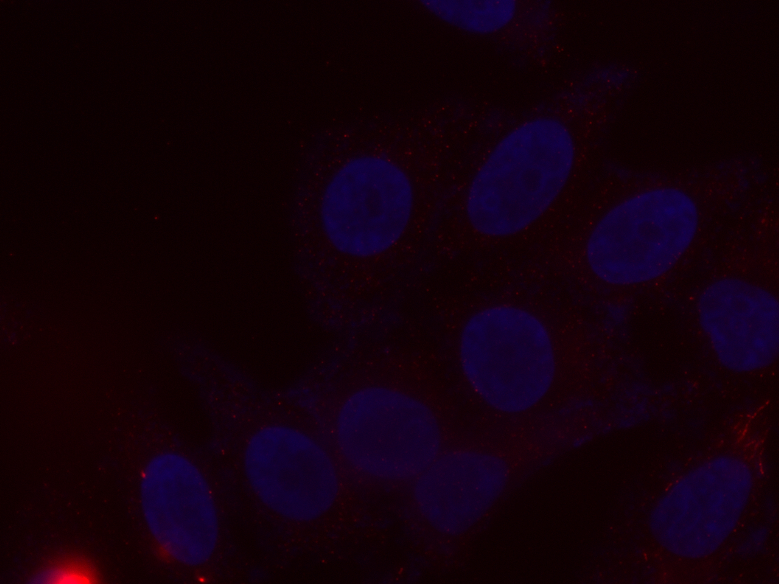 Albumin Antibody CL59466051 Proteintech