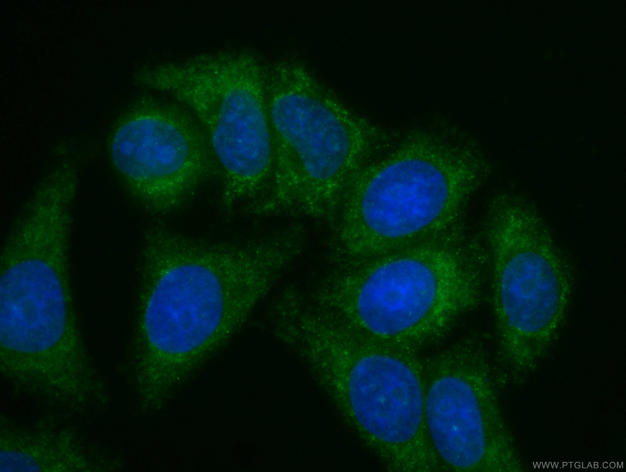 Apolipoprotein AI Antibody CL488 66206 Proteintech apolipoprotein-ai-antibody-cl488-66206-proteintech