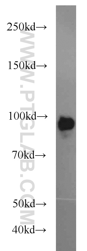 14018-1-AP;HEK-293 cells