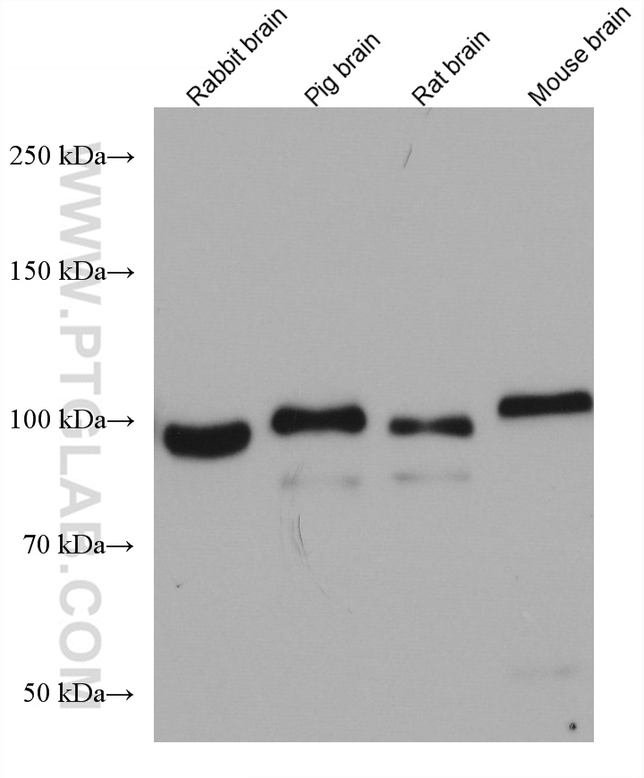 BACH1 Antibody 667621Ig Proteintech