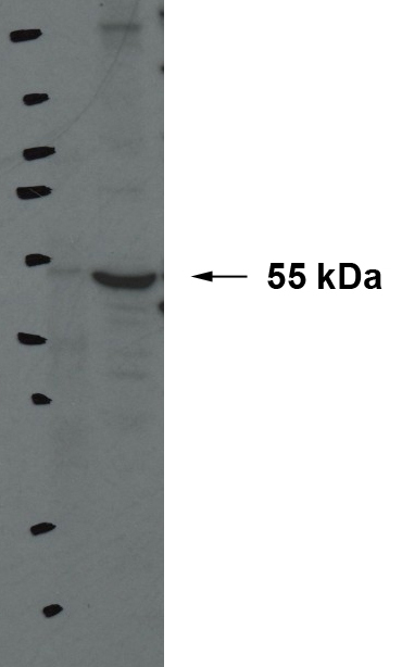 16100-1-AP;rat Kidney