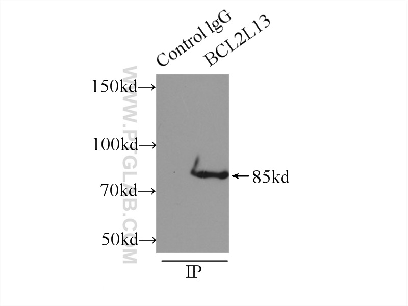 16612-1-AP;mouse heart tissue