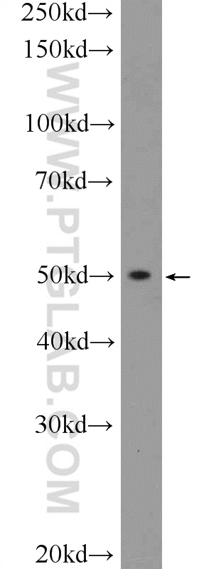 16612-1-AP;C6 cells