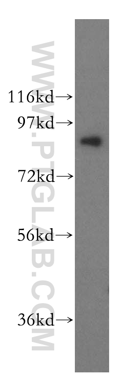 16612-1-AP;Jurkat cells