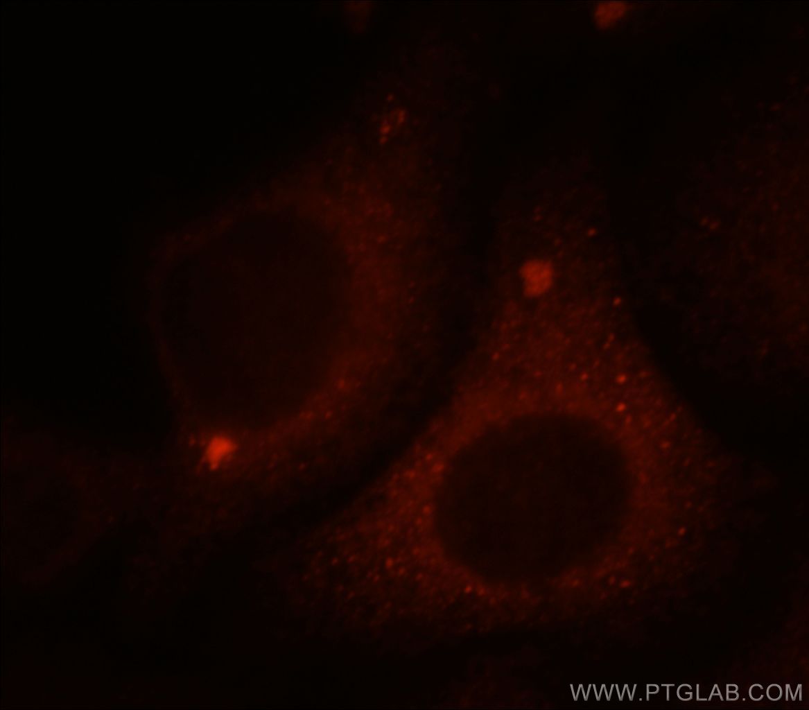 10022-1-AP;HepG2 cells