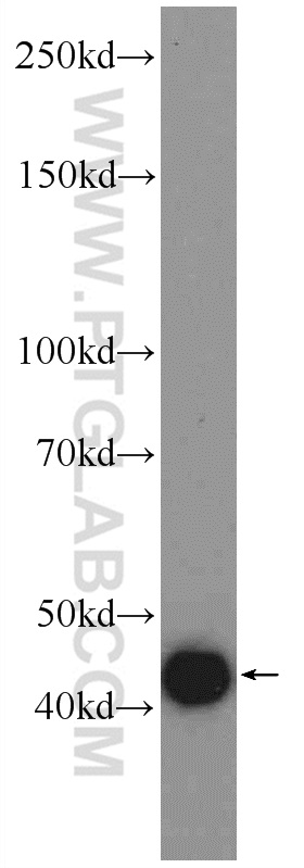 22188-1-AP;Recombinant protein