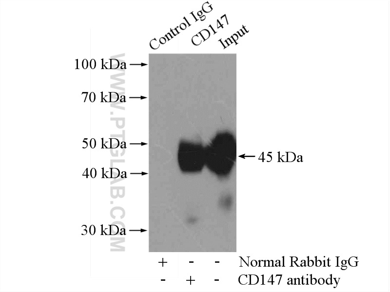 11989-1-AP;HEK-293 cells
