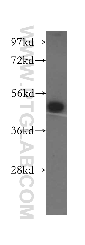 16330-1-AP;HeLa cells