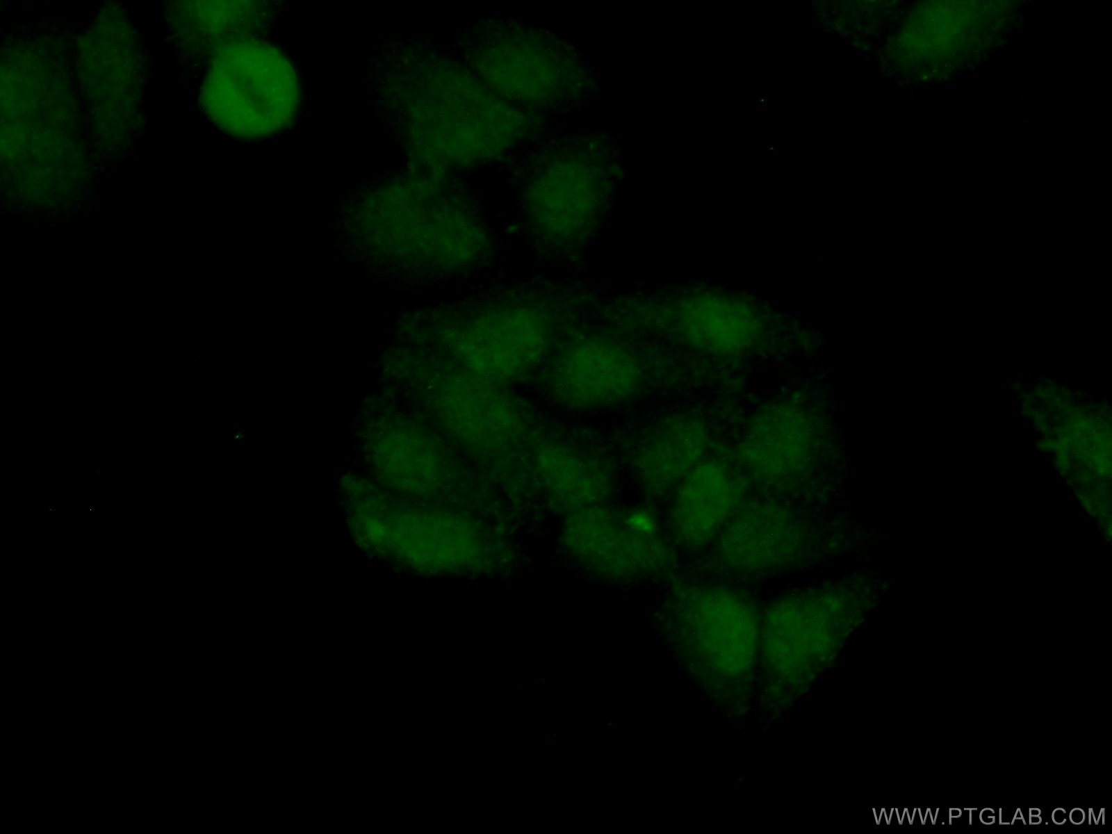20163-1-AP;HepG2 cells