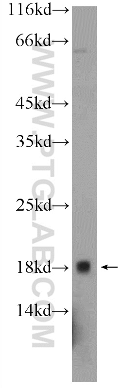 24459-1-AP;PC-3 cells