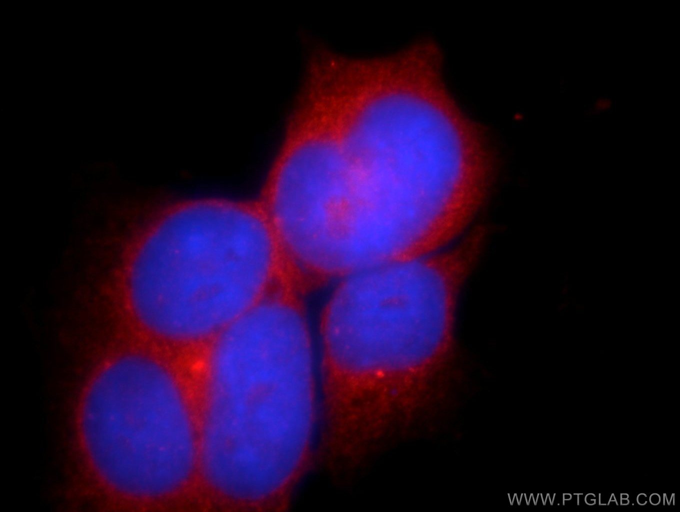 24975-1-AP;HEK-293 cells