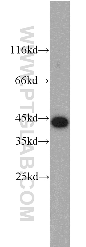 12598-1-AP;mouse testis tissue