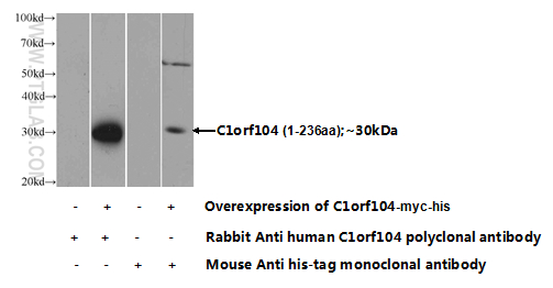 24360-1-AP;Transfected HEK-293 cells