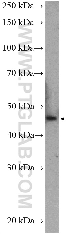 26145-1-AP;Jurkat cells