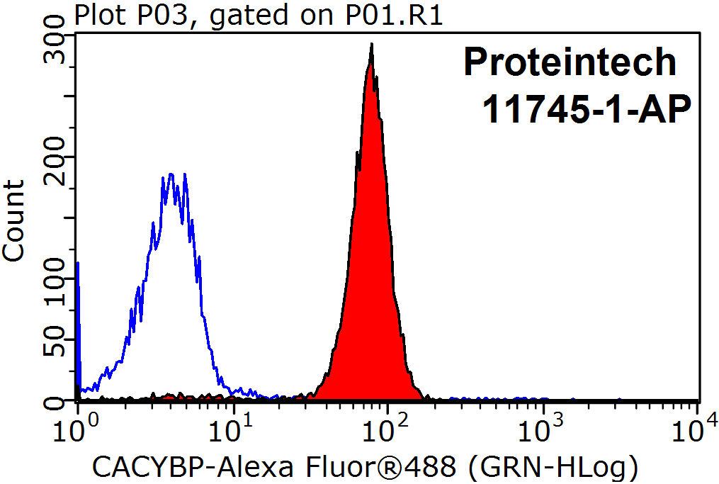 http://www.ptgcn.com/Products/Pictures/CACYBP-Antibody-11745-1-AP-FC-36764.jpg