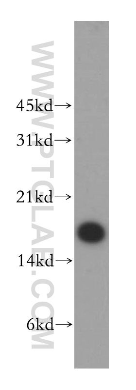 13059-1-AP;A431 cells