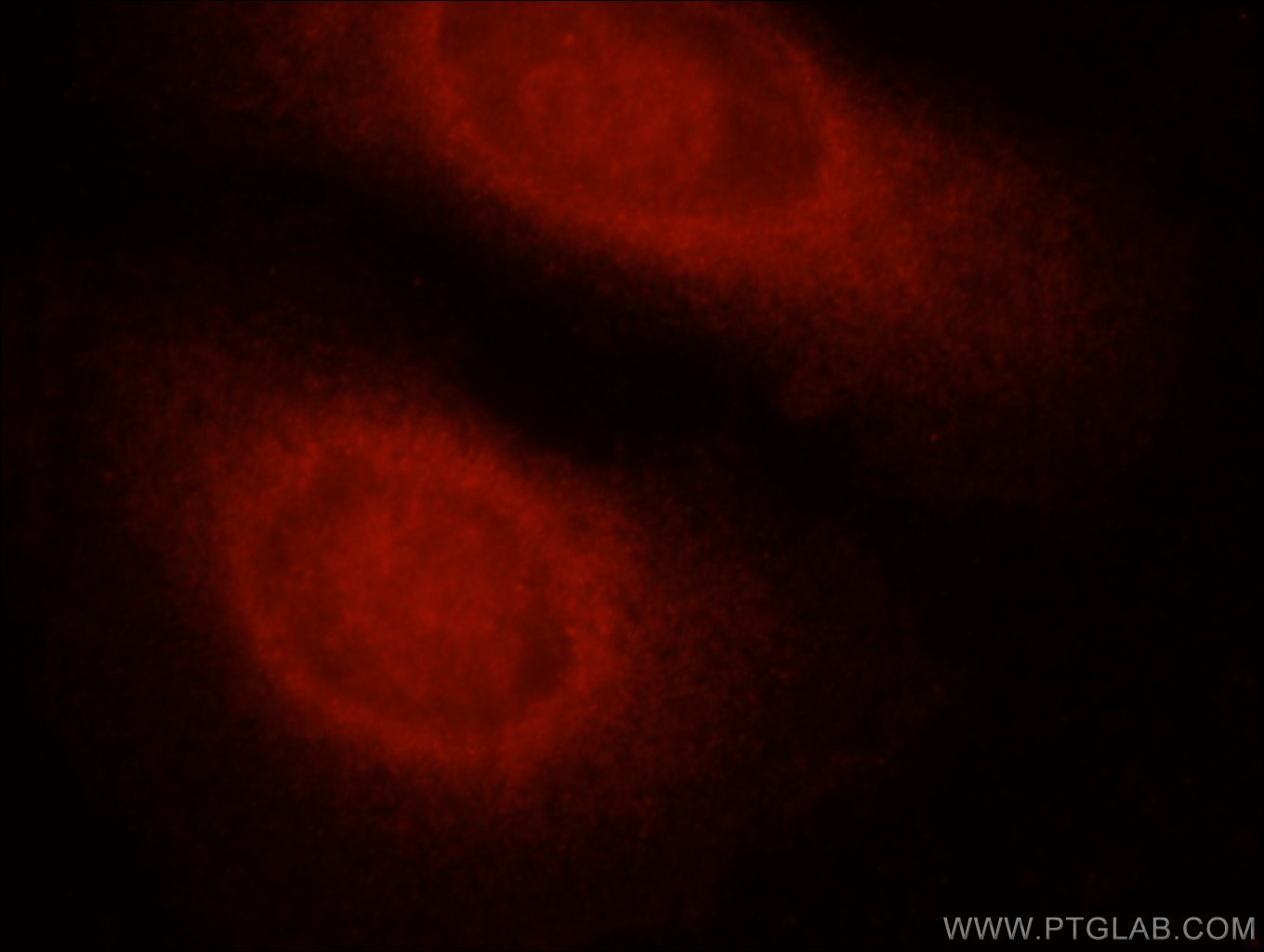 13423-1-AP;HepG2 cells