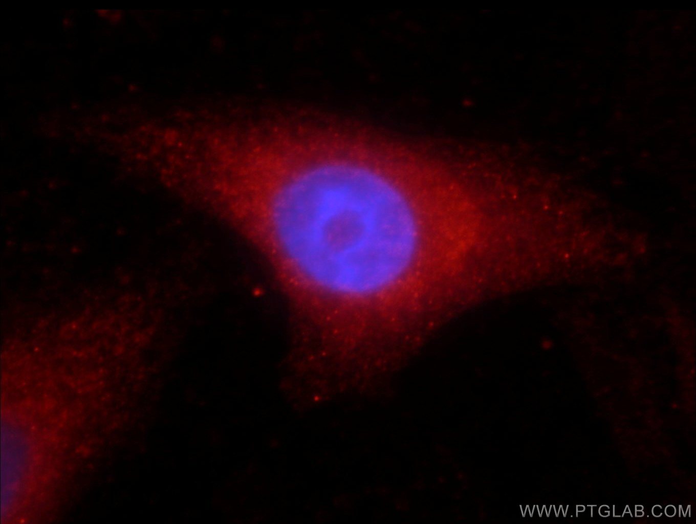 21260-1-AP;HepG2 cells