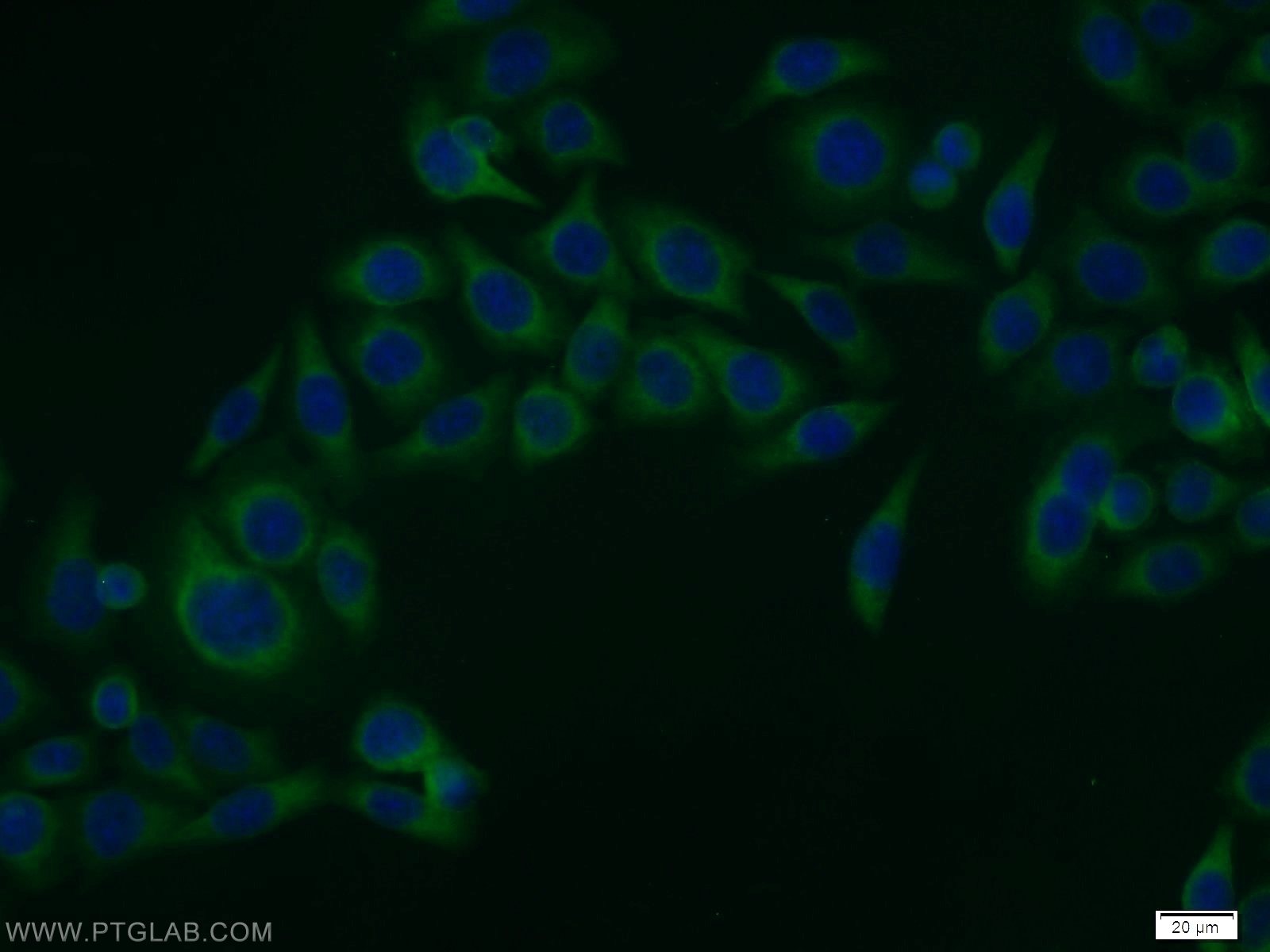 13717-1-AP;MCF-7 cells