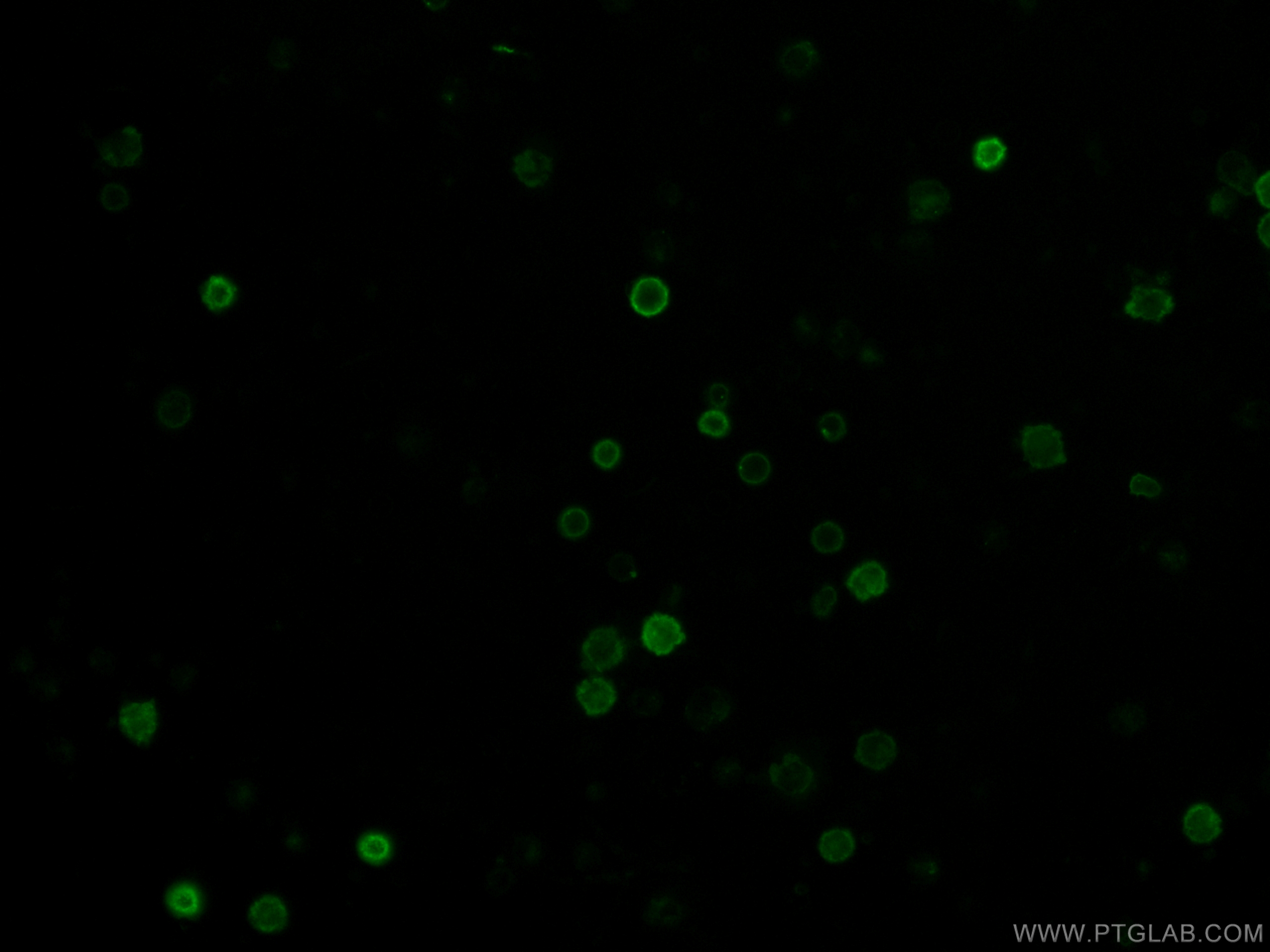 CD38 Antibody CL48865107 Proteintech