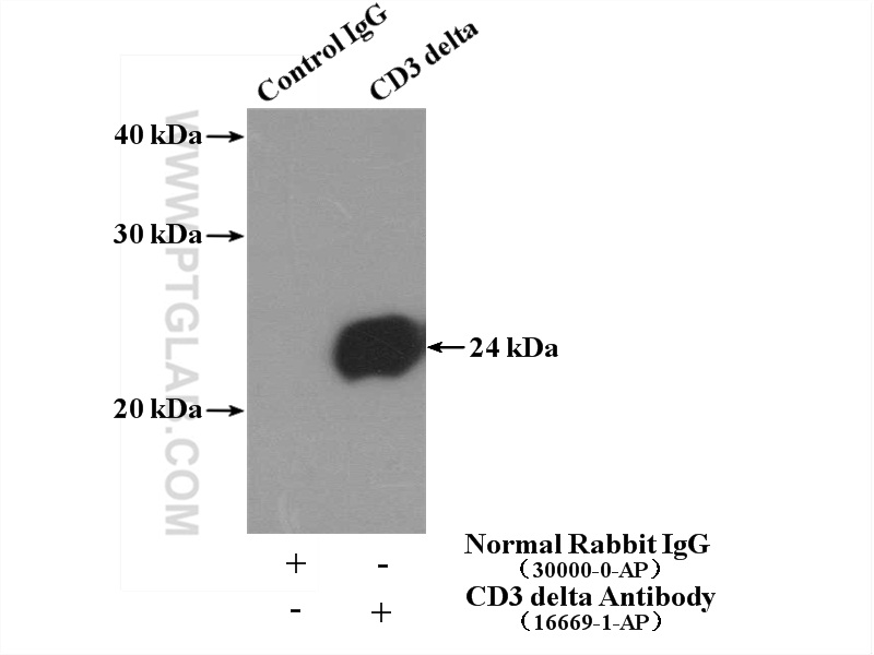 16669-1-AP;Jurkat cells