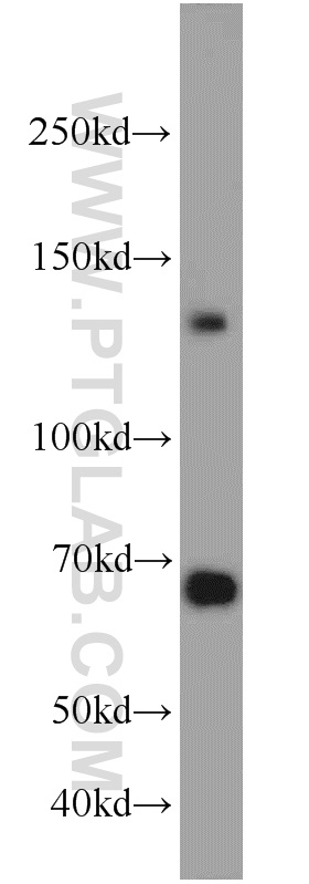 22049-1-AP;HeLa cell