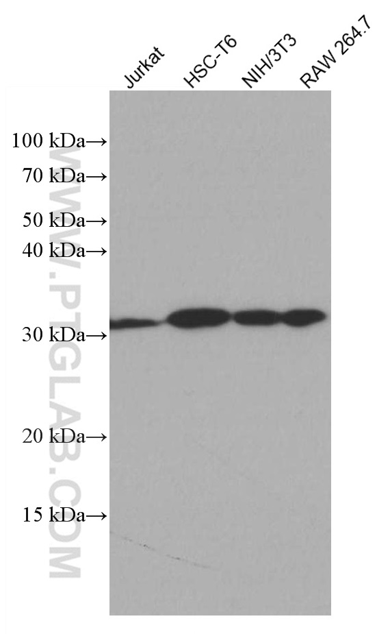 CDK4 Antibody 66950 1 Ig Proteintech amd-ryzen-7-7800x3d-driver-image-to-u