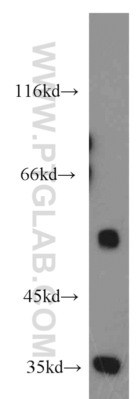 22067-1-AP;NIH/3T3 cells