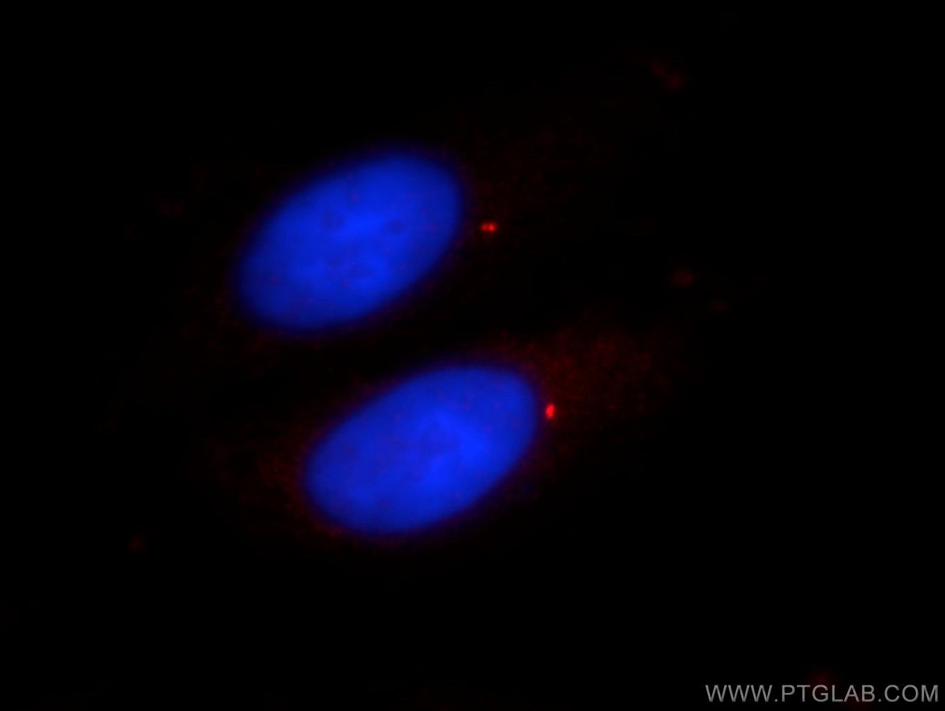 11517-1-AP;HepG2 cells