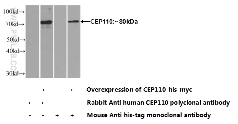 25235-1-AP;Transfected HEK-293 cells