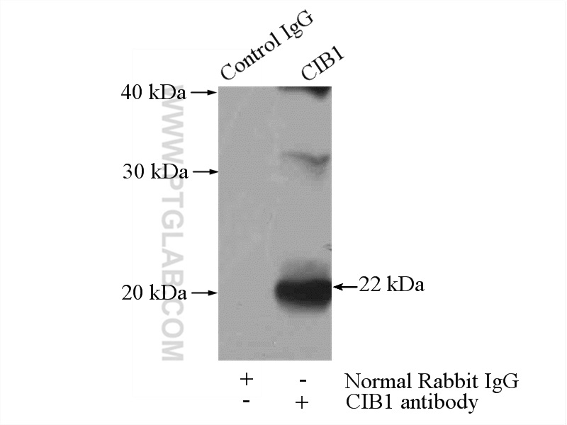 11823-1-AP;mouse testis tissue