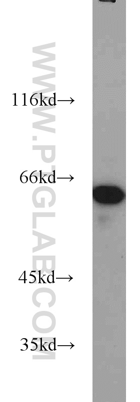 16686-1-AP;HepG2 cells