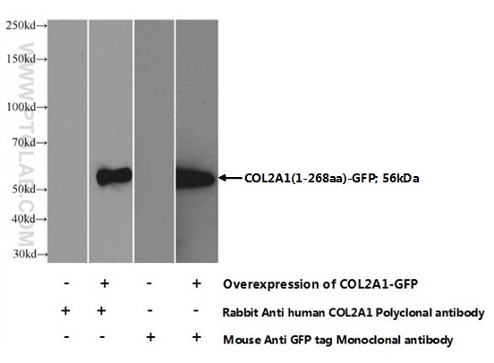 15943-1-AP;transfected cells