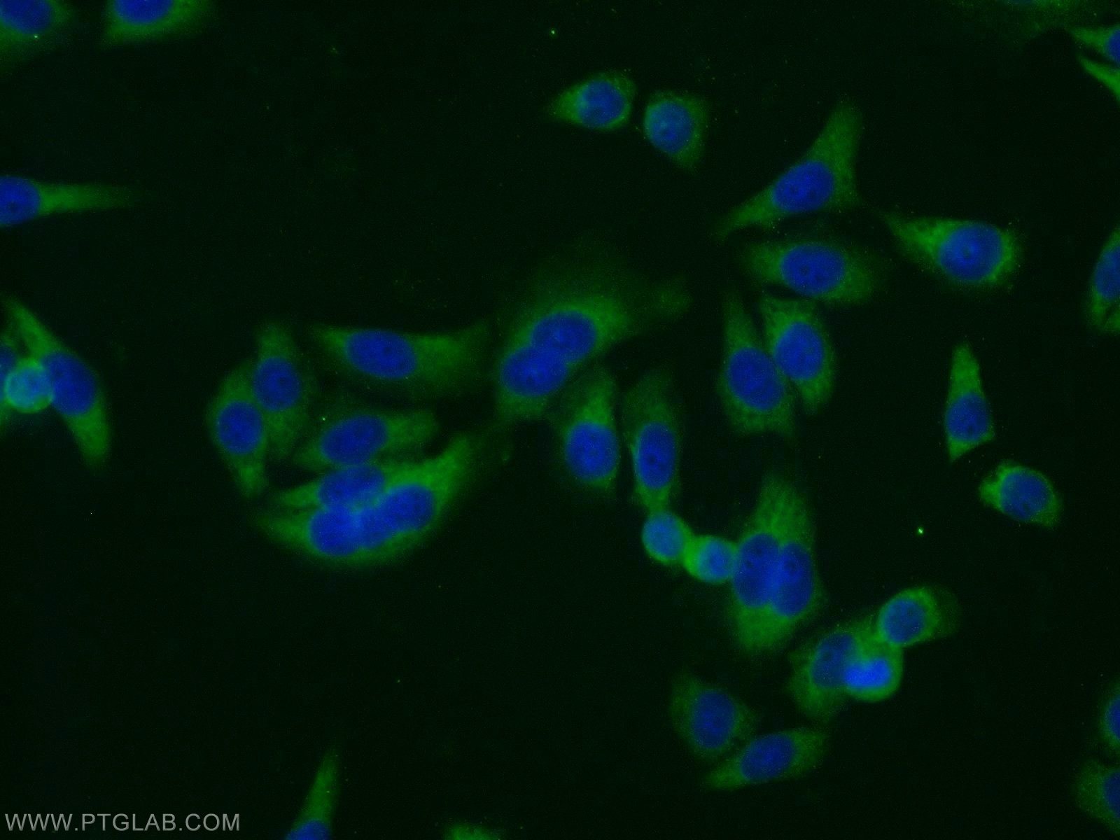 10969-2-AP;HeLa cells