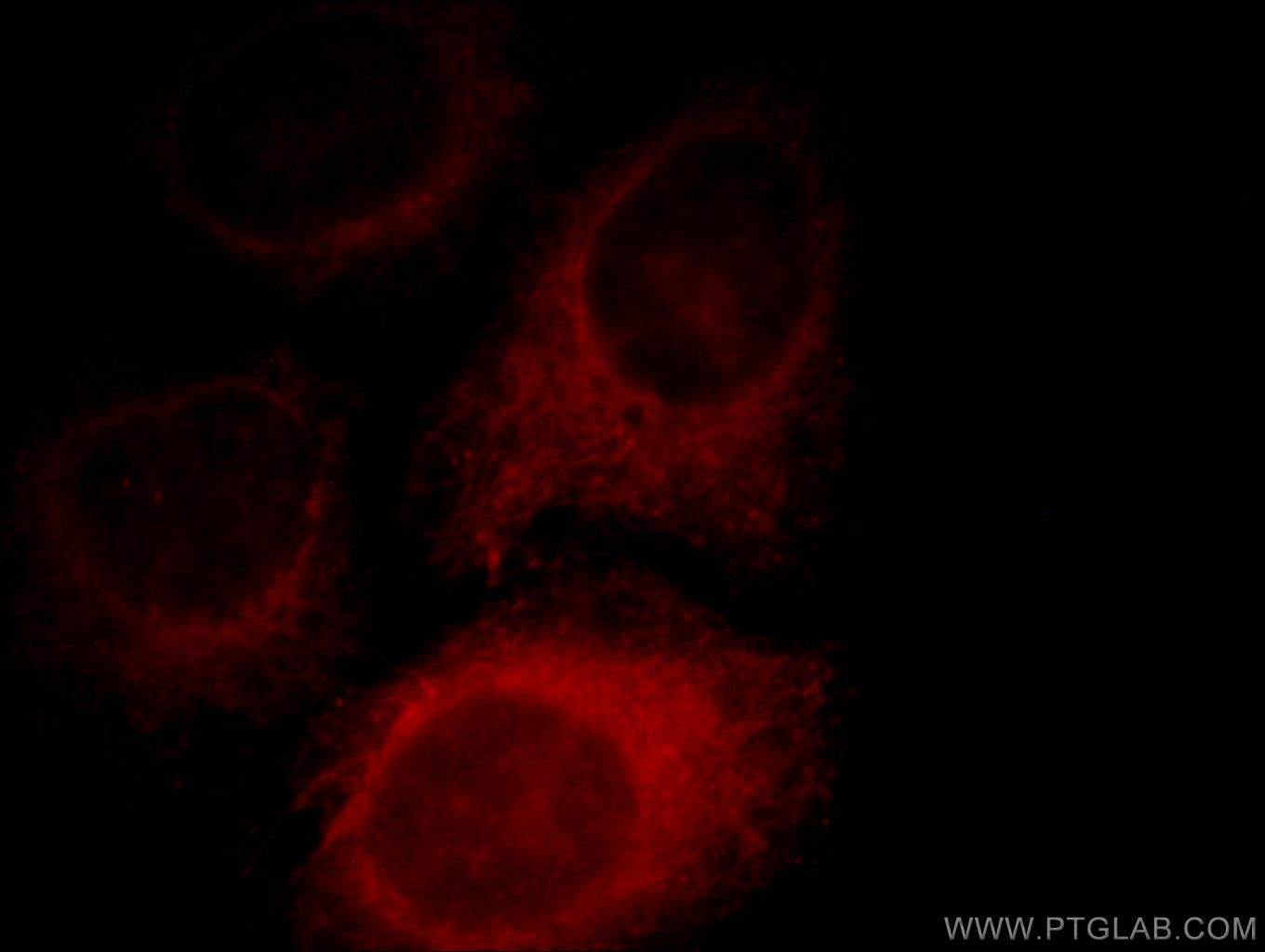 11441-1-AP;HepG2 cells