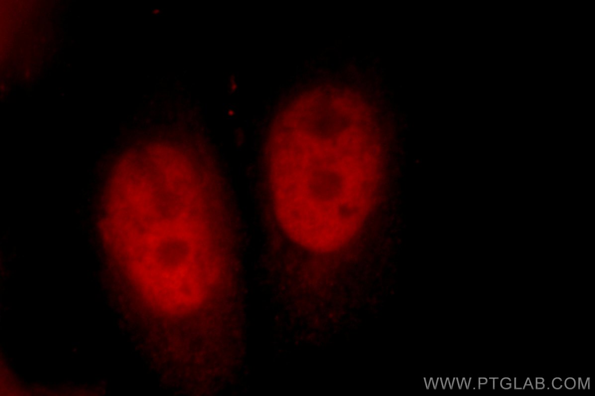 12916-1-AP;HepG2 cells